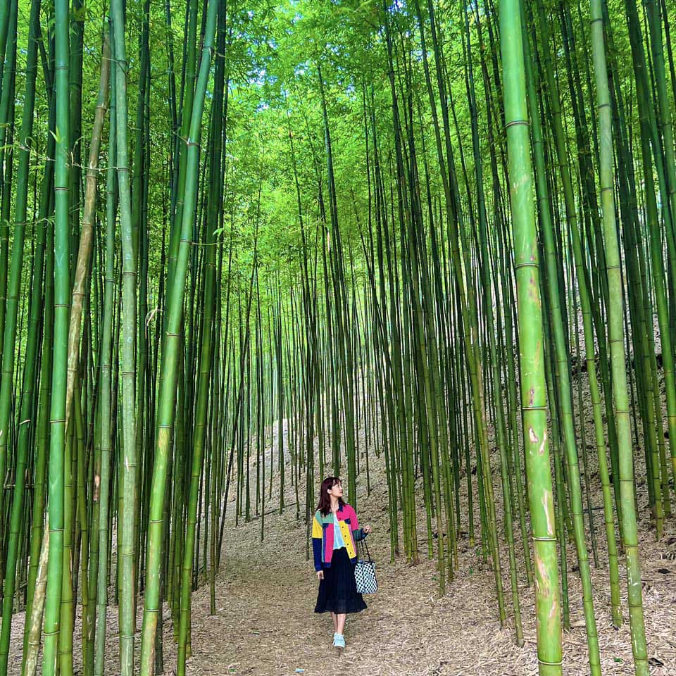 is mu cang chai worth visiting - bamboo forest in mu cang chai